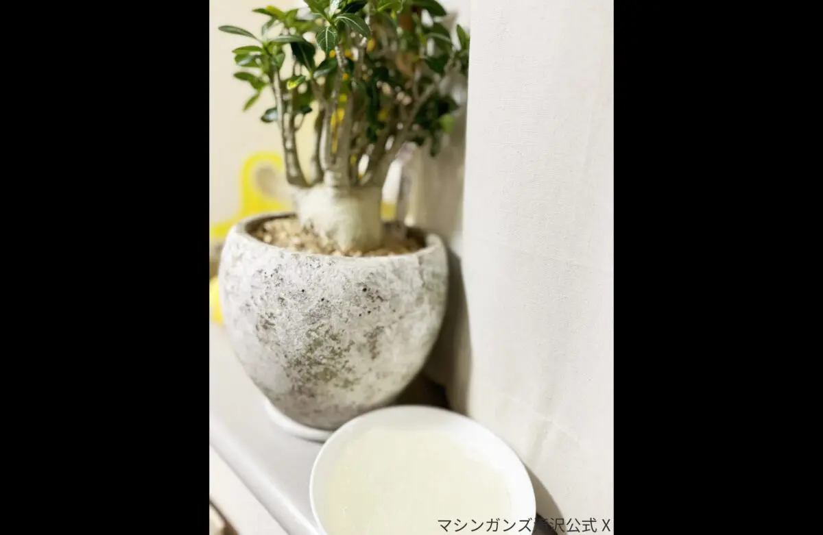 sirabee20241118takizawa3