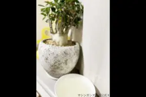 sirabee20241118takizawa3