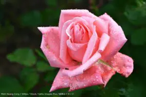 約2割がその存在を知っていた 一部の植物はヒトと同じ“あるもの”を持っている?