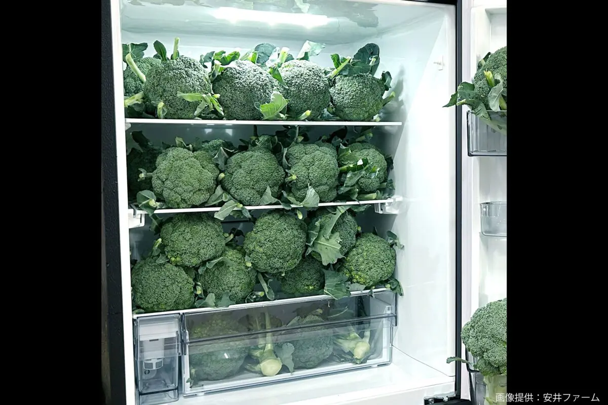 sirabee20241217broccoli2