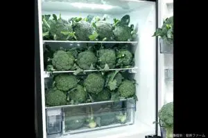 sirabee20241217broccoli2