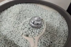 sirabee20241218catshow008