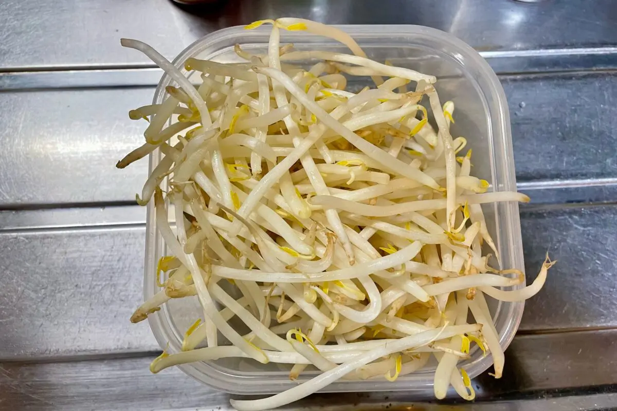 sirabee20241226moyashi6