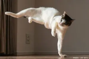 功夫を極めし愛猫、オーラが完全に強キャラだと話題　「春麗の元キック」と驚きの声も…