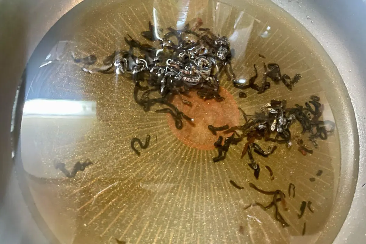 sirabee20250121ohitashi7