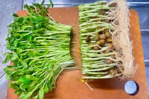 sirabee20250205tomyo3