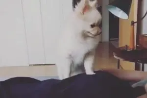 痛みを与えて飼い主を起こす！　ポメラニアンの“毎朝ルーティン動画”が最高すぎる