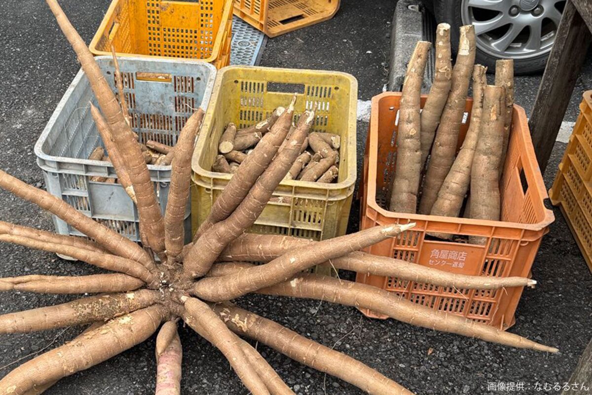 グンマーのキャッサバ