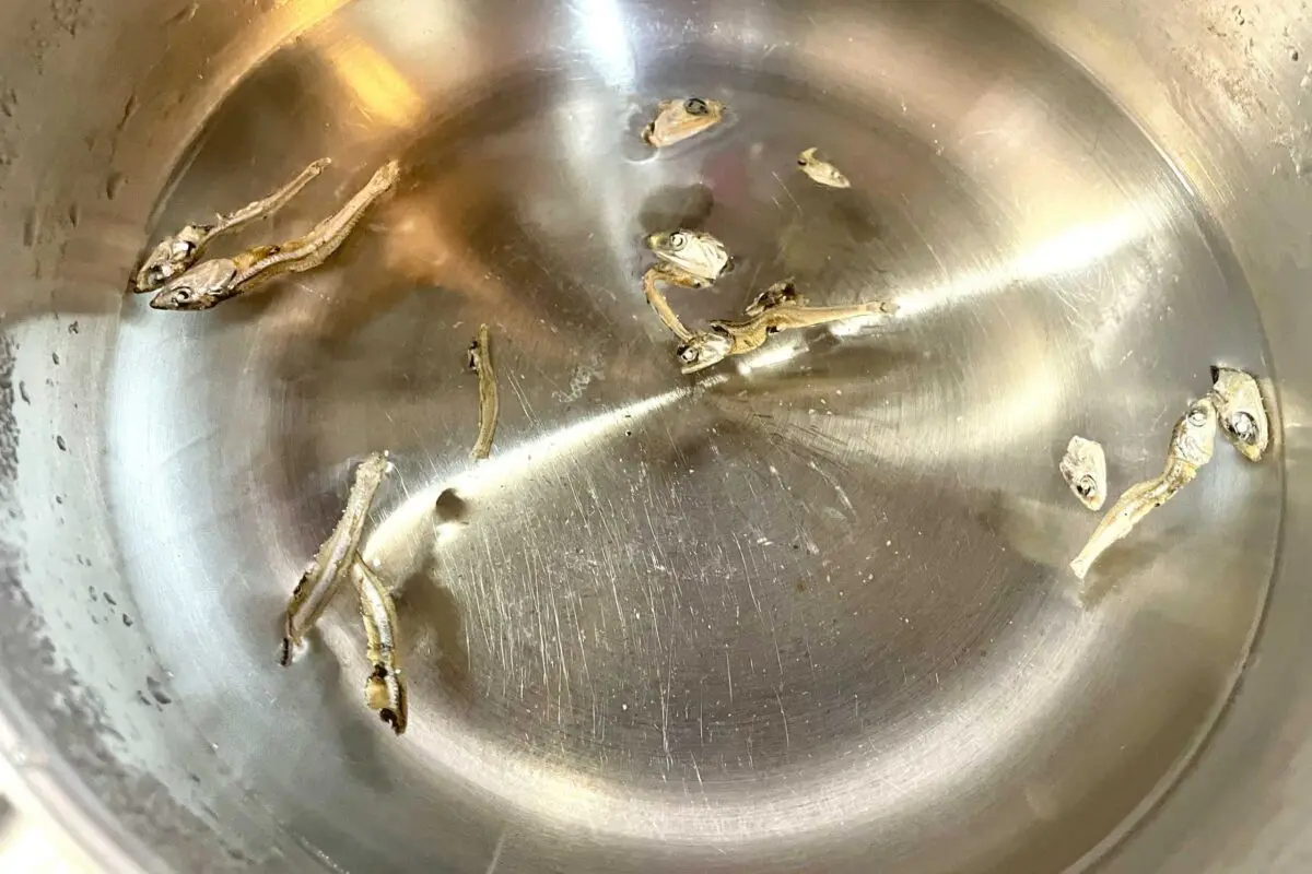 sirabee20250312nyumen4