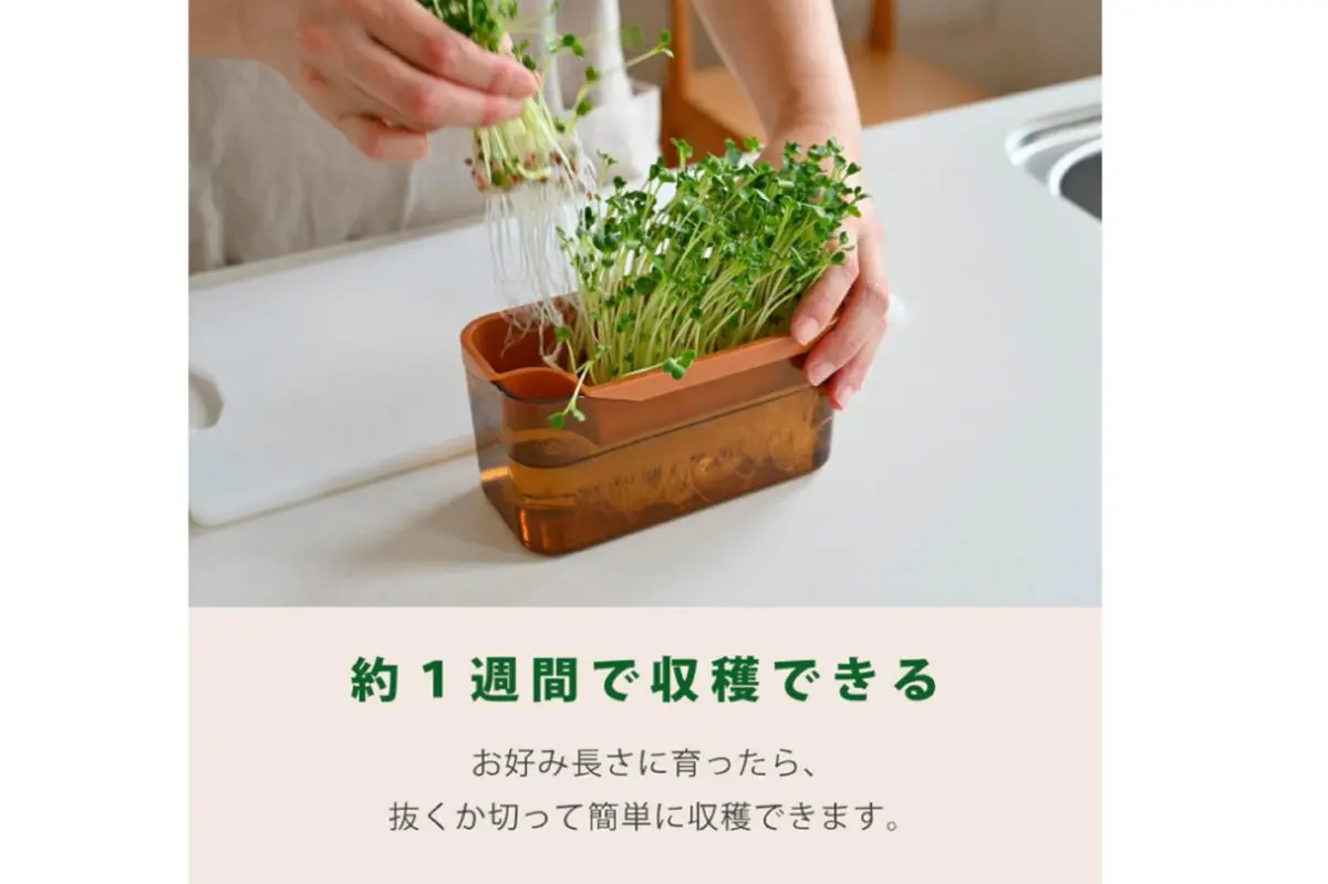 sirabee20250327broccoli1