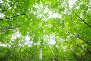 「みどりの日」の正しい日付はいつ？　じつは約6割が別の日と勘違いしていて…