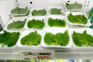 大葉の長持ちテクが目から鱗 水に浸けて「こうする」だけで…「1ヶ月以上」もった人も