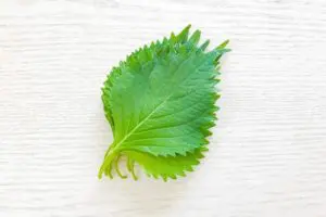 辻希美がハマった「大葉の食べ方」が鬼うま　ごはんが無限に消えていく…