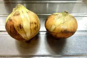 sirabee20250406onion1