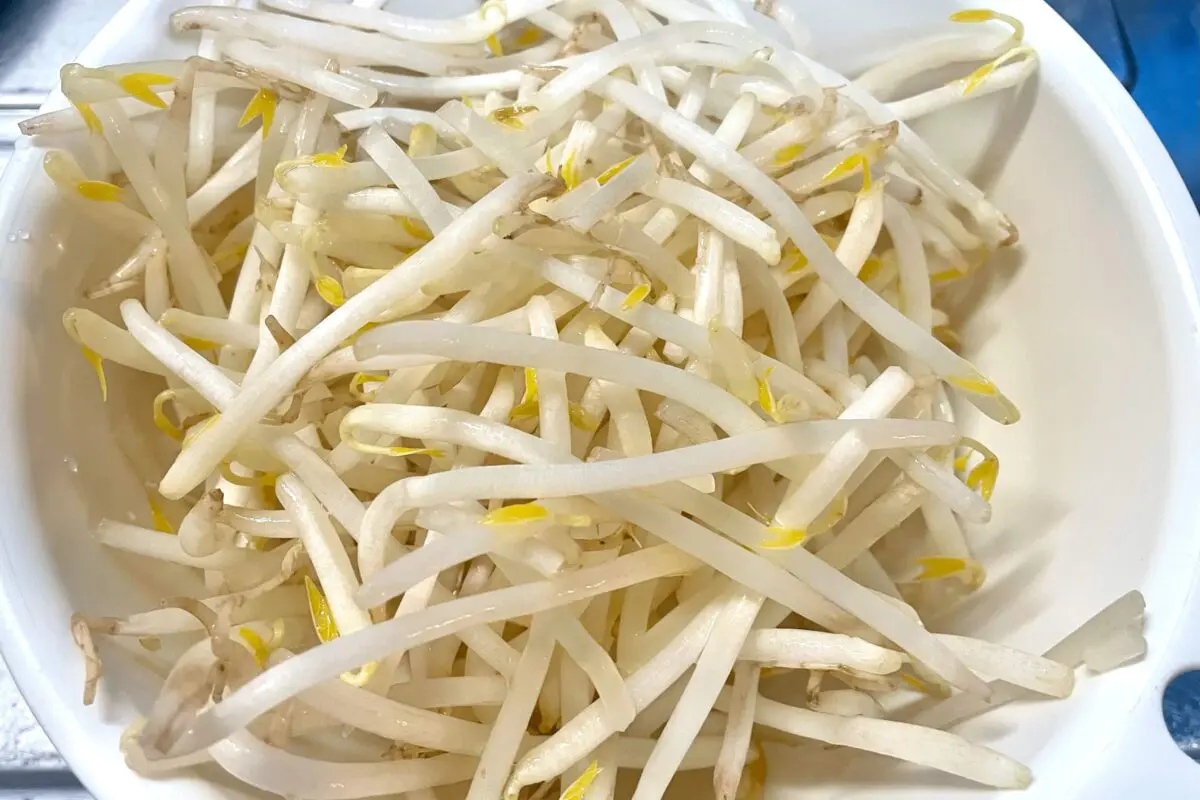 sirabee20250410beansprut2