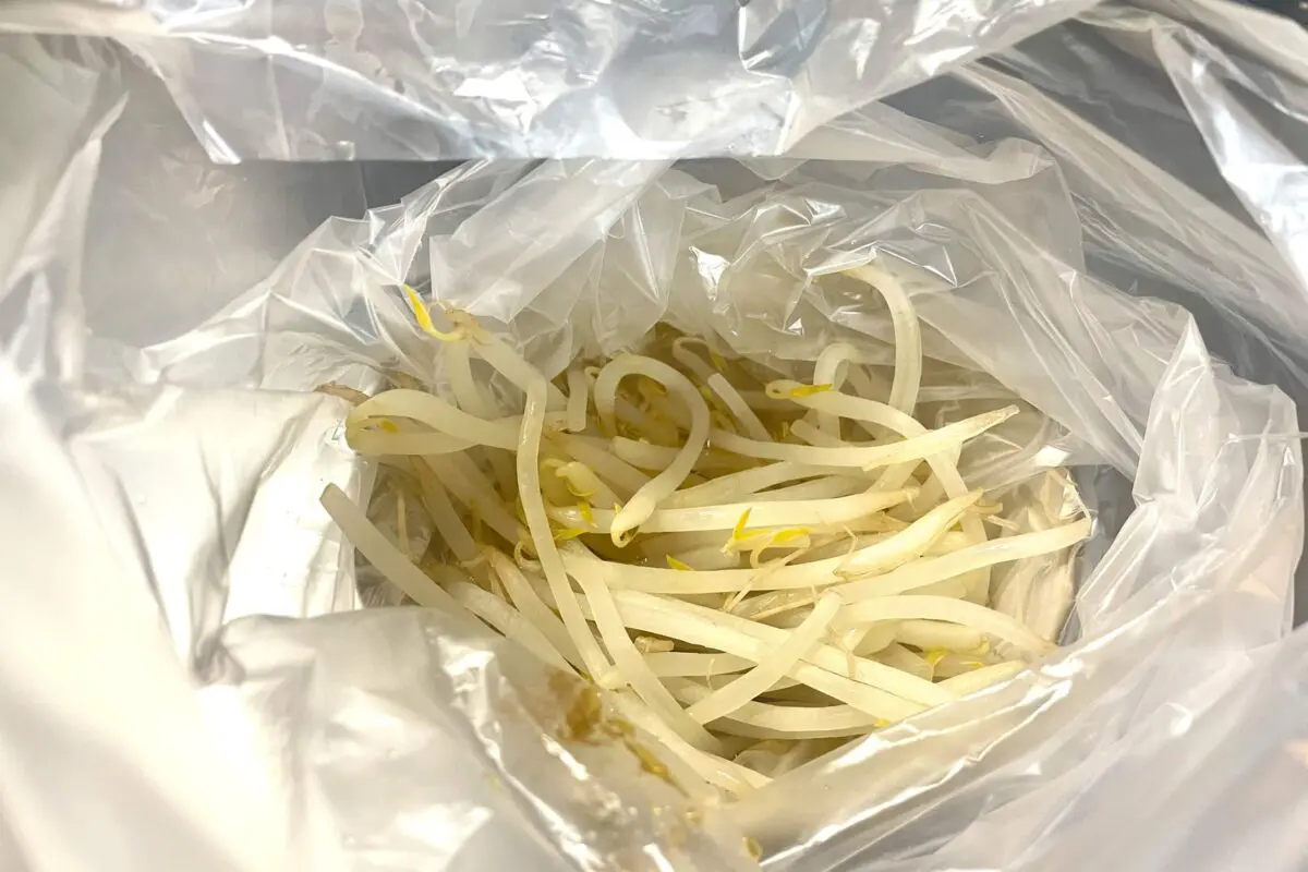 sirabee20250410beansprut4