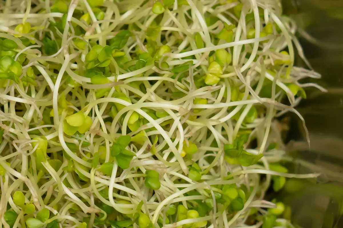 sirabee20250410broccolisprouts3