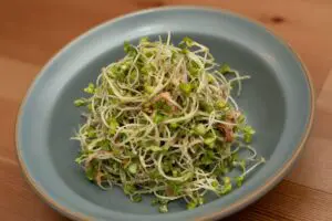 sirabee20250410broccolisprouts7