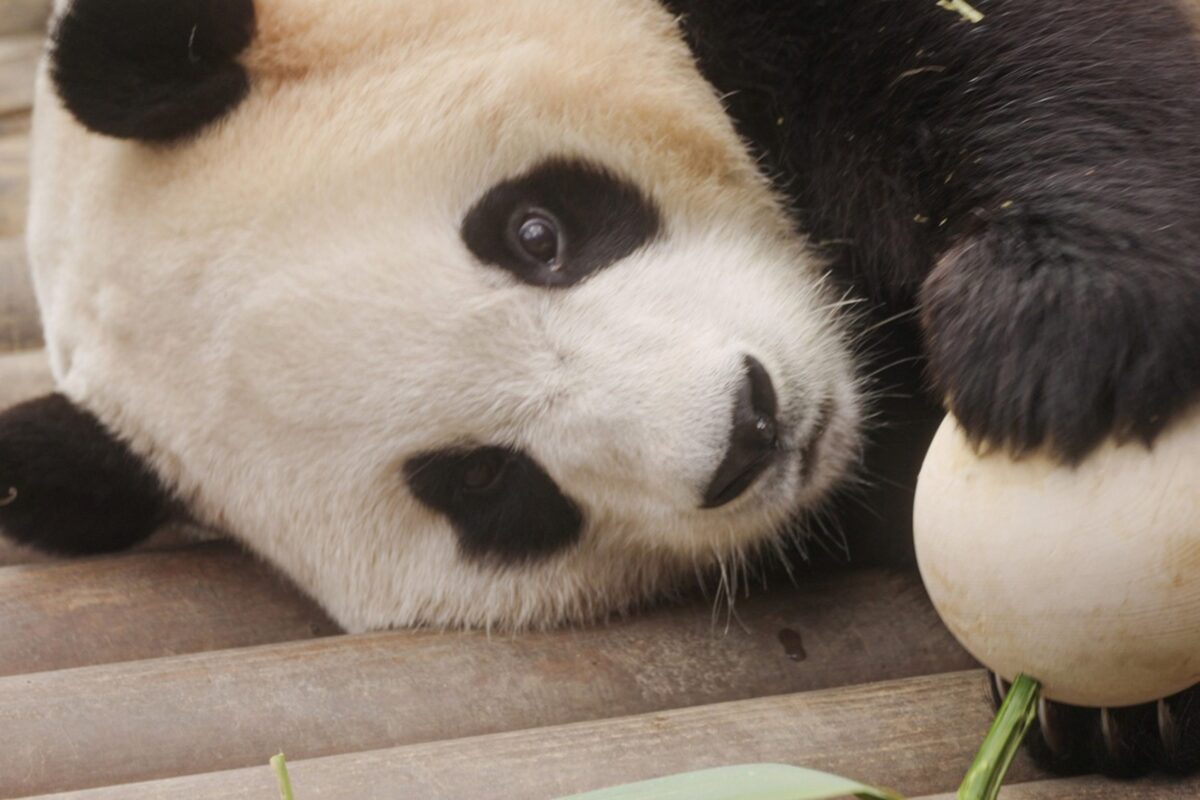 『私の親愛なるフーバオ』