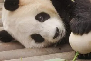 久々に号泣した名作…1匹のパンダ「フーバオ」と人間たちとの絆を描いたドキュメンタリー作品『私の親愛なるフーバオ』