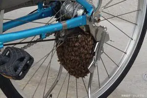 自転車のタイヤに大量のミツバチ、その光景が「地獄すぎる」と悲鳴　専門家は「放置するのが良い」