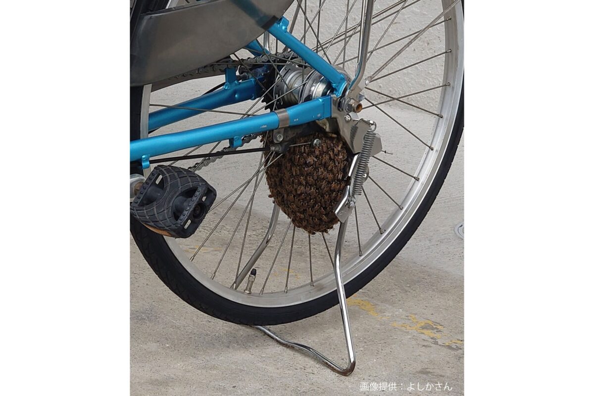 自転車での分蜂