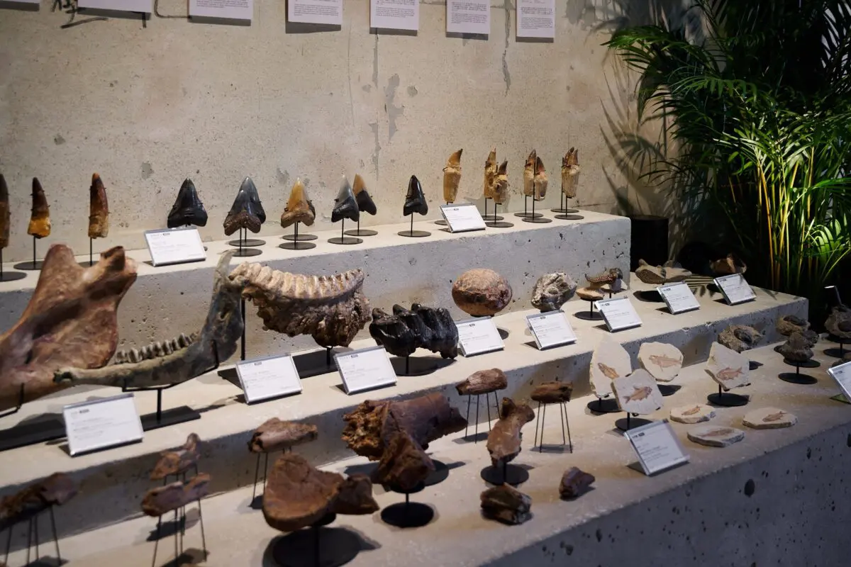 sirabee20250428kaerukaseki003