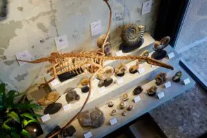 sirabee20250428kaerukaseki007