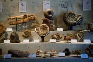 sirabee20250428kaerukaseki008