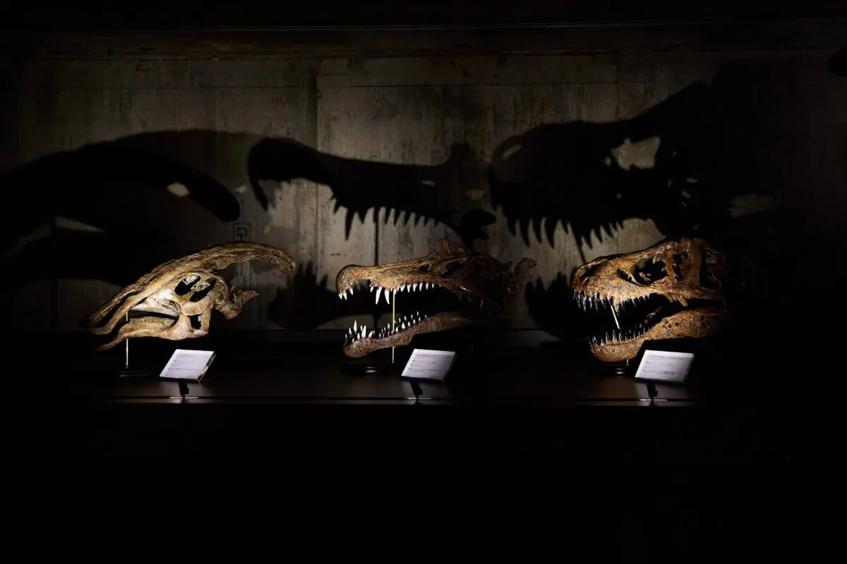 sirabee20250428kaerukaseki010