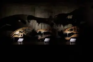 sirabee20250428kaerukaseki010