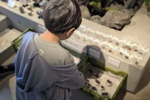 sirabee20250428kaerukaseki011