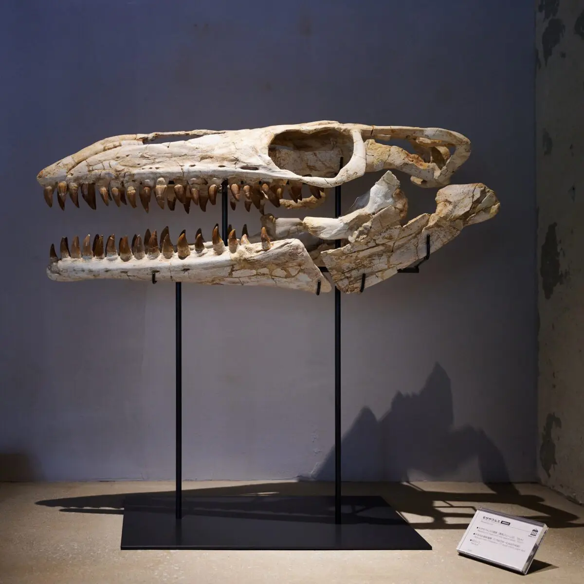 sirabee20250428kaerukaseki013