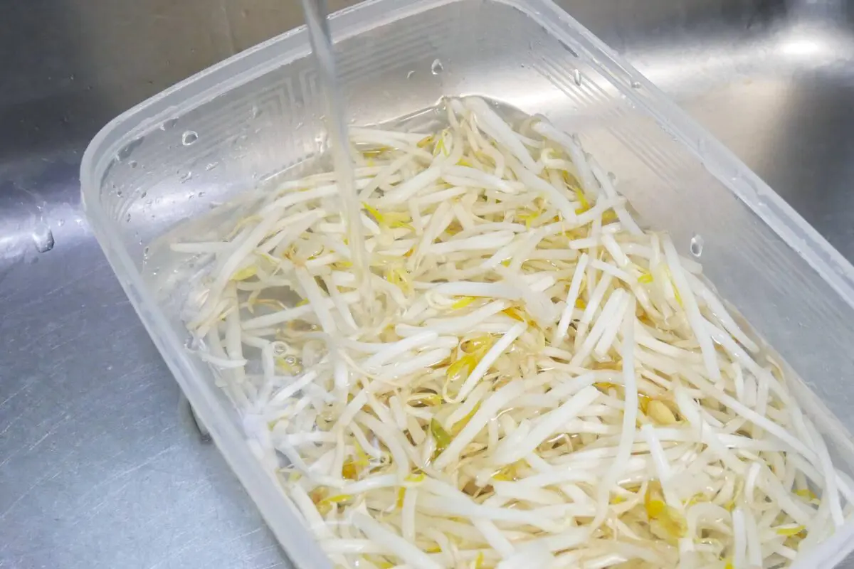 sirabee20250428moyashi2