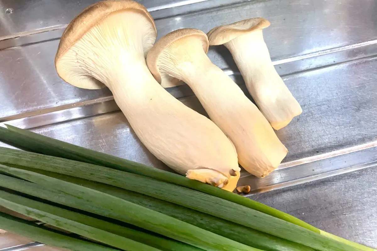 sirabee20250428nuta2