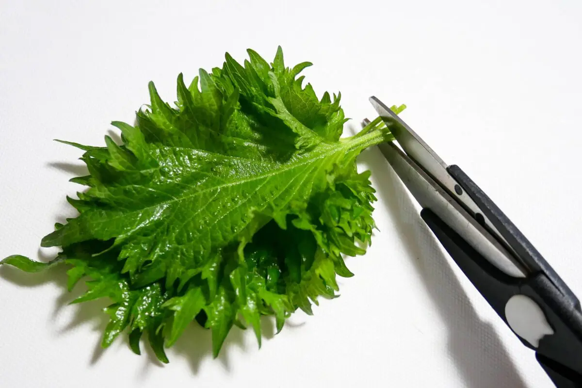 sirabee20250428shiso3