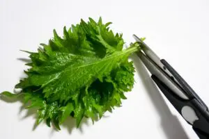 sirabee20250428shiso3