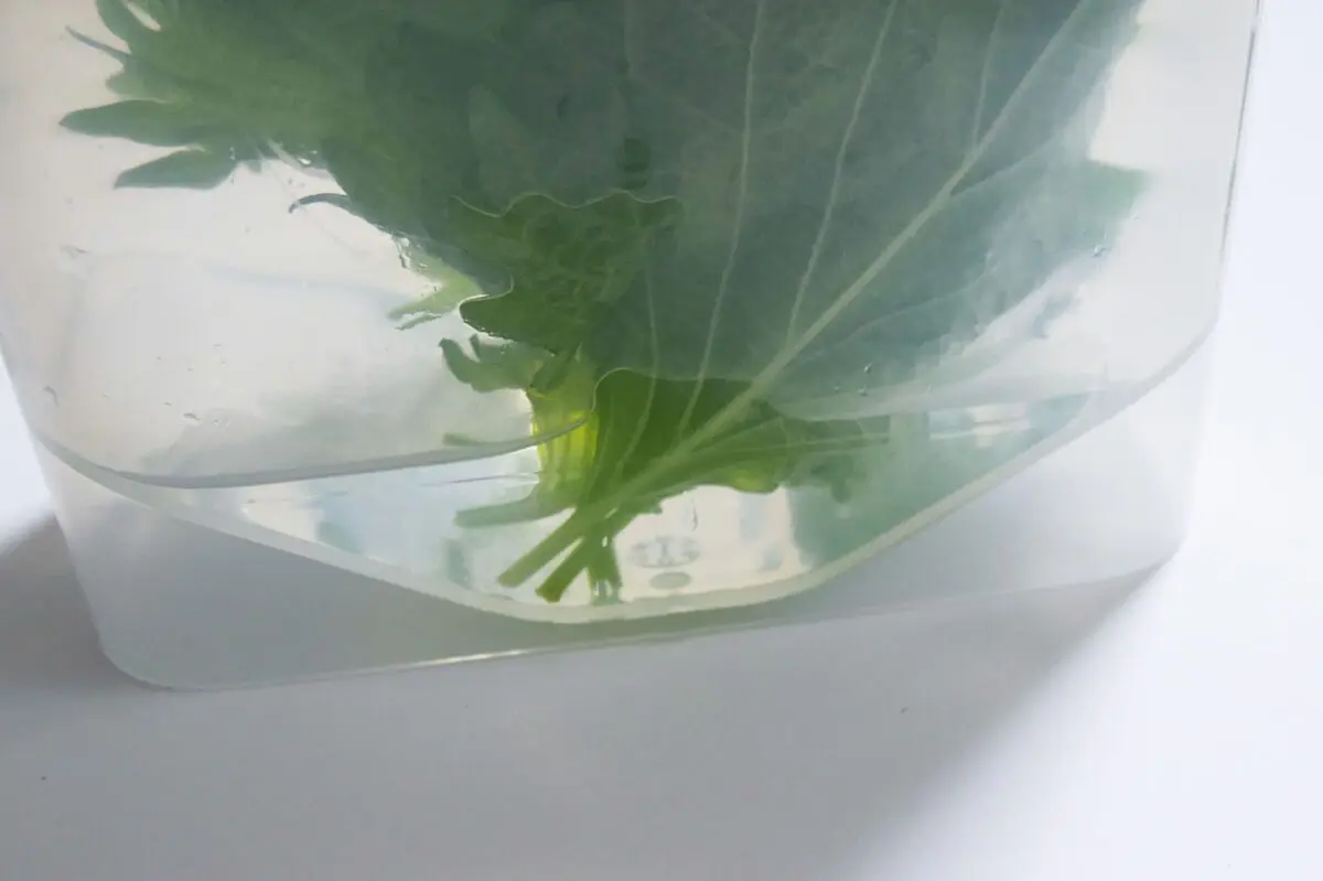 sirabee20250428shiso4