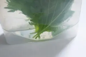 sirabee20250428shiso4