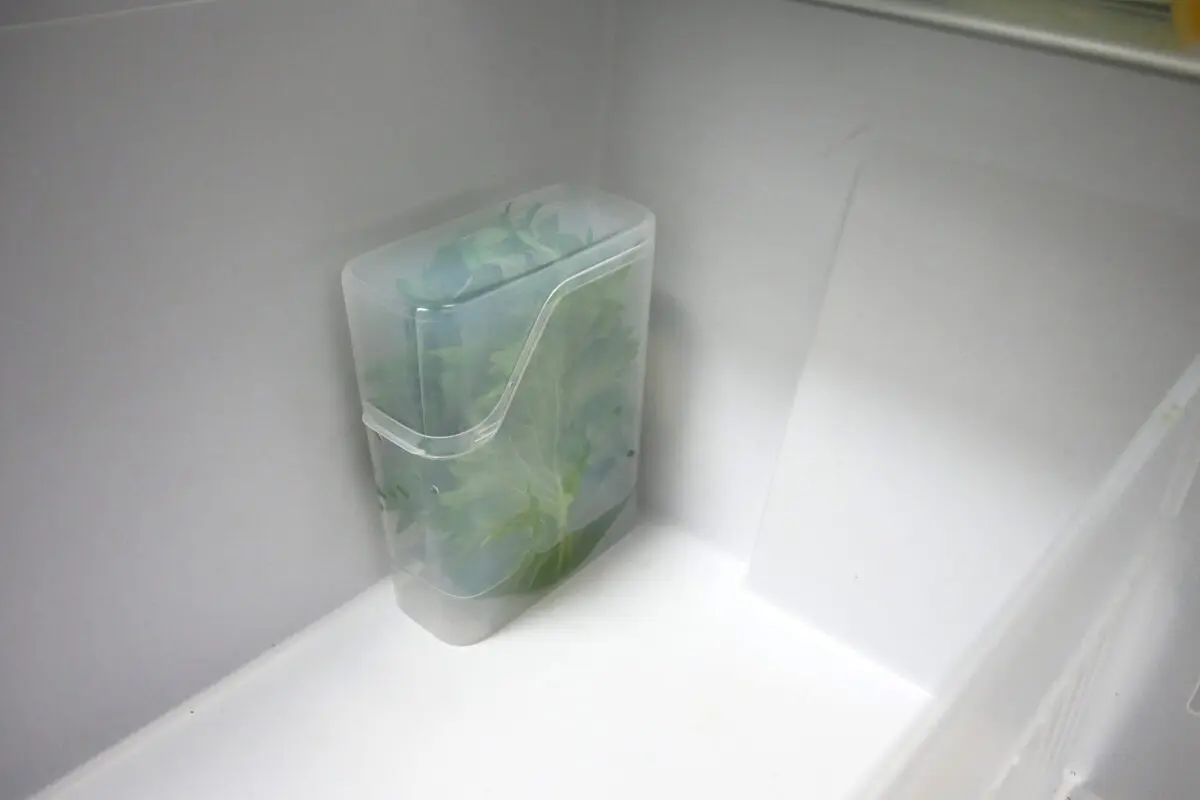 sirabee20250428shiso5