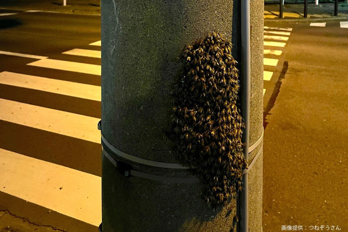 分蜂の張り紙