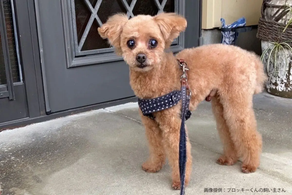 sirabee20250516dog10