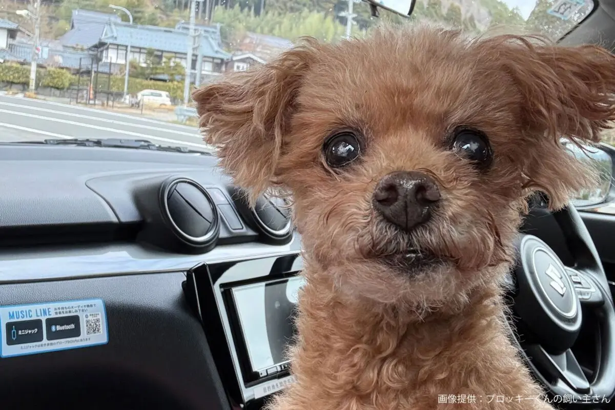 sirabee20250516dog11