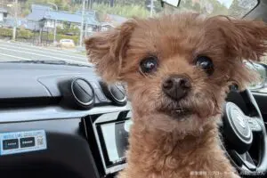 sirabee20250516dog11