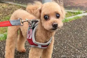 sirabee20250516dog12