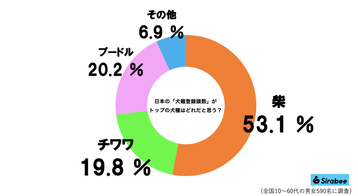 sirabee20250516dog14