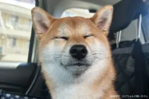 日本で一番登録数が多い犬種、実は「柴犬」じゃなかった 15年間不動の王者が「最強すぎる」と判明