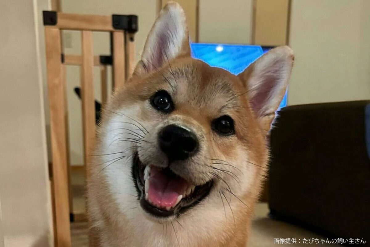 柴犬のたびちゃん