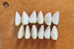 sirabee20250516shintamanegi3