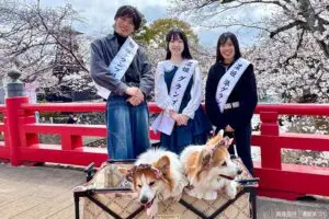 sirabee20250523nohime5